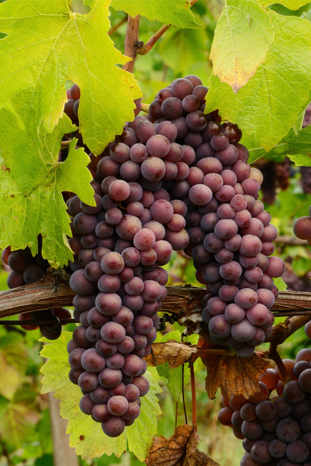 Pinot Meunier